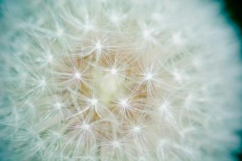 Wallpaper Dandelion flower, Close up, Macro, HD, Flowers, #9450