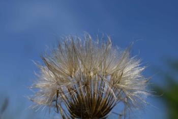 Free picture: dandelion, flower, blue sky, summer, flora, nature ...