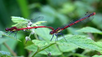 Macro Dragonflies