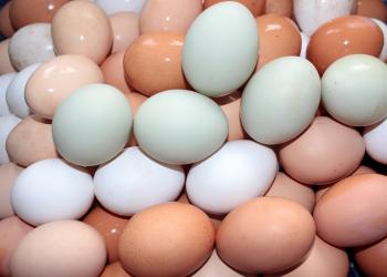 Macro Eggs