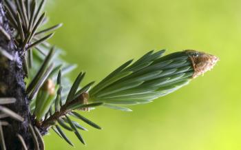Beautiful sprig of fir - HD macro nature wallpaper