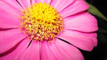 Wallpaper Beautiful flower, Macro, 4K, Flowers, #4398