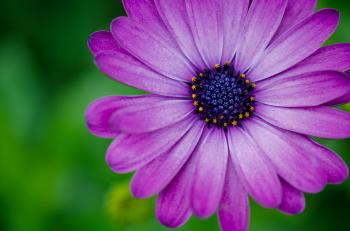 Hd Macro Flower Images Widescreen For Smartphone Photography David ...