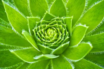 Free stock photo of bloom, blossom, close