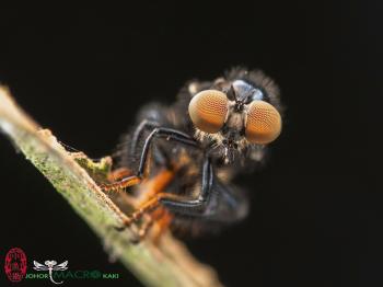 ph. ©Yn See "Flickr" | WePhoto Macro & Close-Up | Pinterest