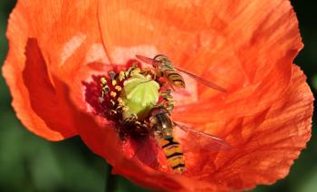 Free stock photo of house feldwespe, klatschmohn, nectar