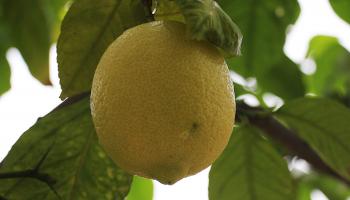 Macro Lemon