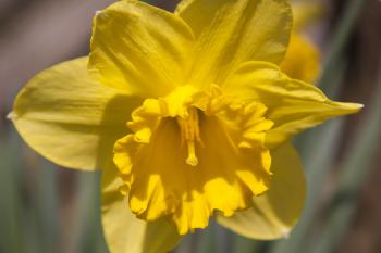 Macro Narcissus