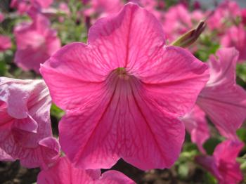 Macro of beautiful pink flower