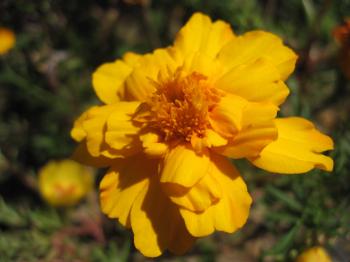 Macro of beautiful yellow flower