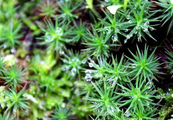 Macro of dew drops on moss
