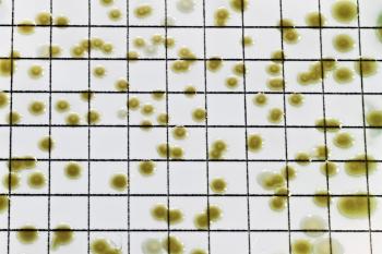 Macro of Pseudomonas bactera colonies