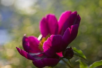 peony — Greg Molyneux Photography