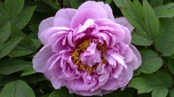 Peony flower (paeonia) in the garden - macro Stock Video Footage ...