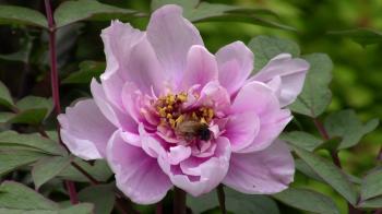 Peony flower (paeonia) and bee in the garden - macro Stock Video ...