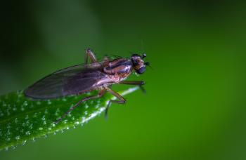 Macro Photo of a Brown and Black Fly on Green Leaf