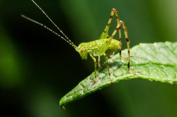Complete Guide to Macro Photography for Beginners