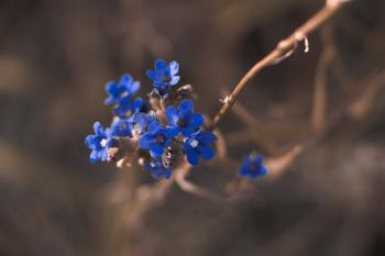 Macro Photography of Blue Petaled Flower