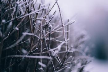 Macro Photography of Branch With Snow