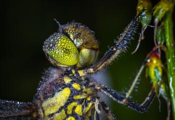 Macro Photography of  Dragonfly