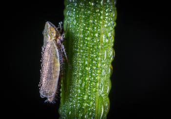 Macro Photography of Froghopper On Leaf