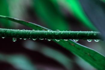 Macro Photography of Green Leaf Plant