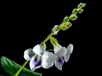 macro Photography of White 5 Petaled Flower