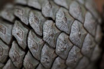Pine Scales « UnderExposure.ca