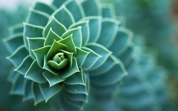 Triangle Shaped Leaves Plant Macro Free Wallpaper HD