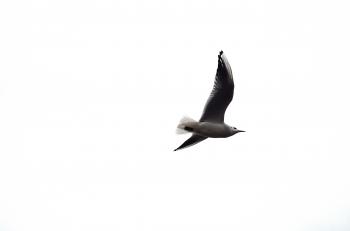 Free Images : bird, wing, white, animal, seagull, gull, macro ...