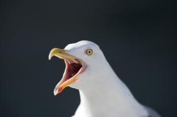 Macro Seagull