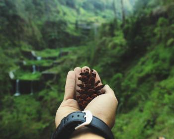 Macro Shot of Person Holding Pinecone