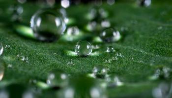Macro Shot of Water Droplets