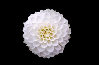 Macro Shot of White Flower