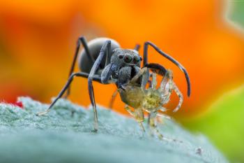 Wallpaper spider, macro, orange, Animals #10353