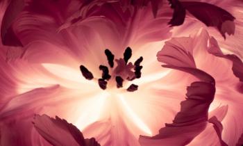 Parrot Tulip Macro - WallDevil