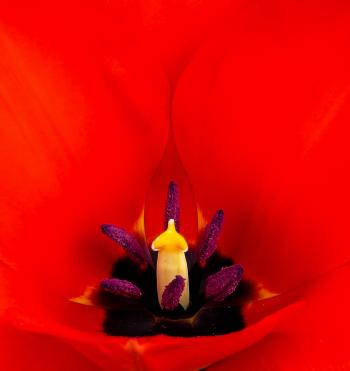 Macro Tulip