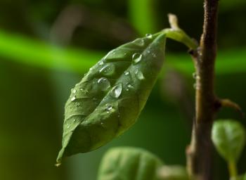 Water Drop Macro Photography