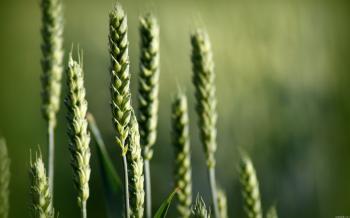 Macro Wheat widescreen wallpaper | Wide-Wallpapers.NET