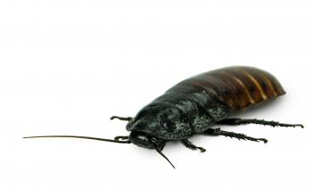 Female Madagascar Hissing Cockroach (Gromphadorhina portentosa ...