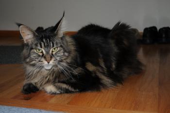 Maggie the cat