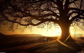 Magic tree wallpaper #5389 - Open Walls