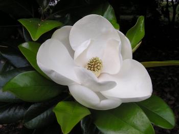 Magnolia Flower symbolism and astrological meanings in the zodiac ...