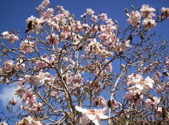 Magnolia lehuge