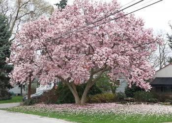 Magnolia Trees – Crazy for Gardening