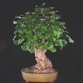 Ginkgo Biloba Care