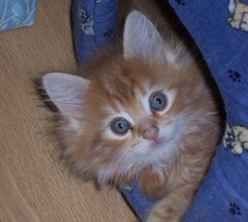 MAINE COON BABY
