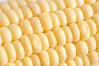 Detail and texture of sweet corn kernels - Free Stock Image