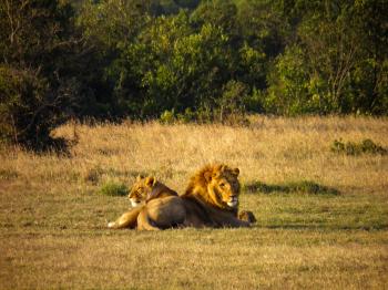 Male and Female Lions on Grass Field