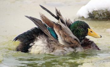 Mallard Duck Bathing